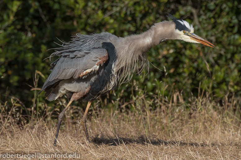 heron